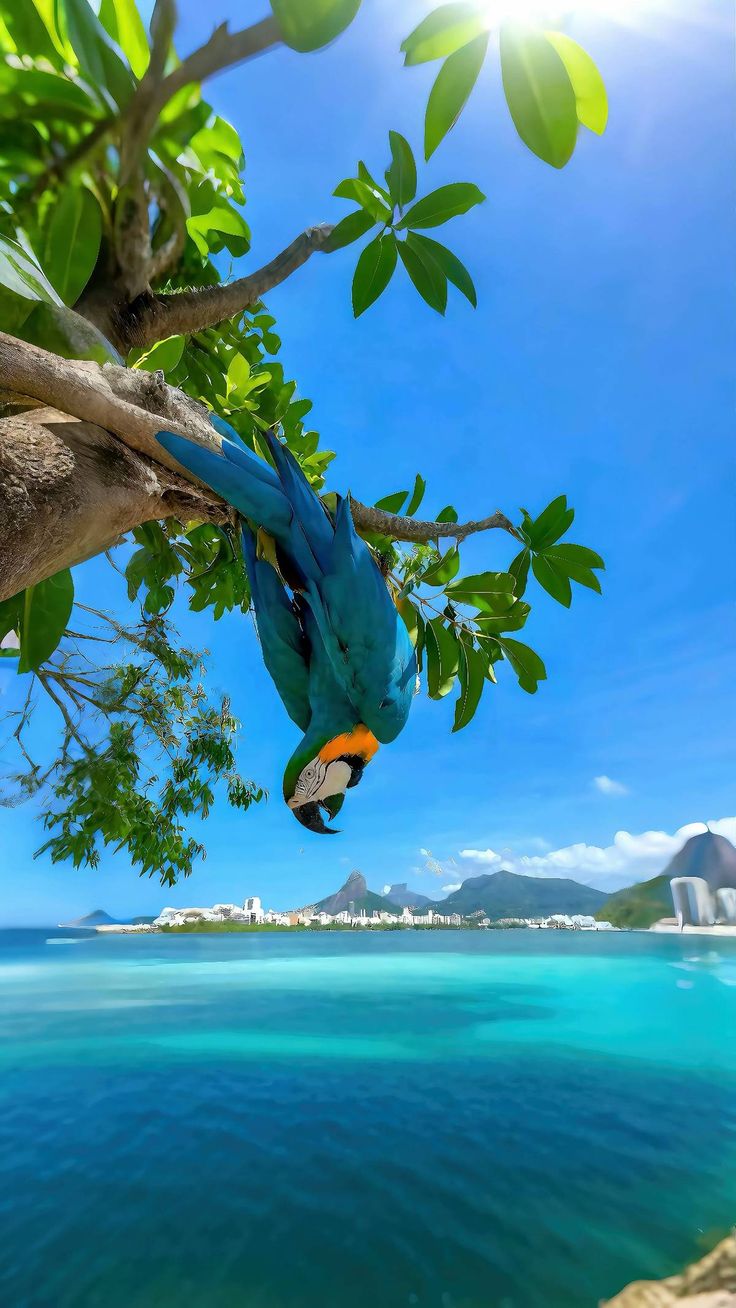 Blue and yellow macaw overlooking turquoise water